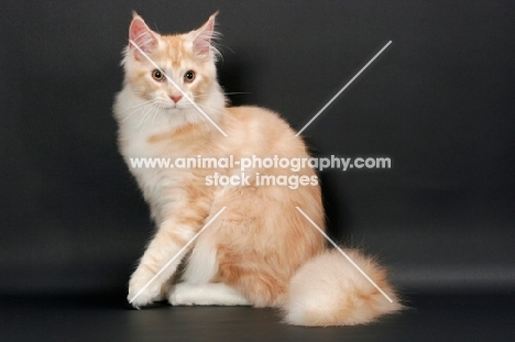 male Maine Coon cat on grey background, Red Silver Tabby & White