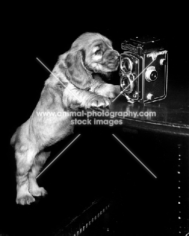curious Cocker Spaniel puppy with rolleiflex camera