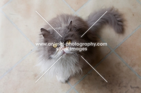 Persian cat looking up on kitchen tiles