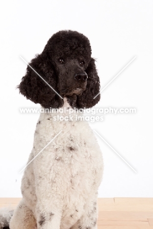 black and white standard Poodle