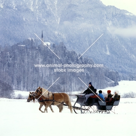 Two Haflingers, horse drawn sleigh ride near Ebbs, Tirol Austria  