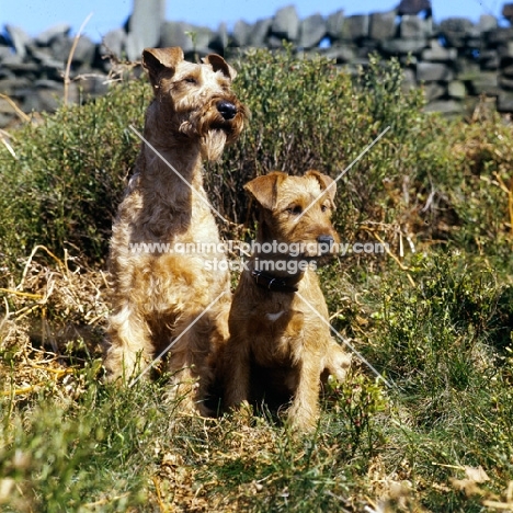 irish terrier and puppy sitting
