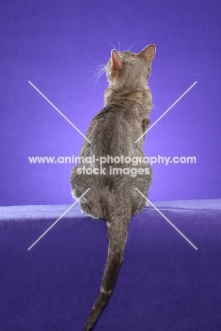 Australian Mist cat on periwinkle background