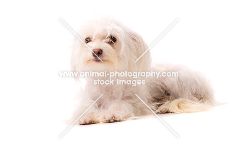 White Chihuahua cross Yorkshire Terrier, Chorkie, isolated on a white background