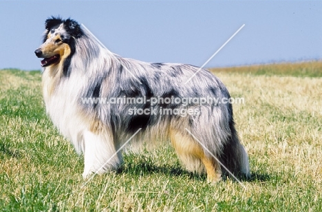 Blue Merle Collie