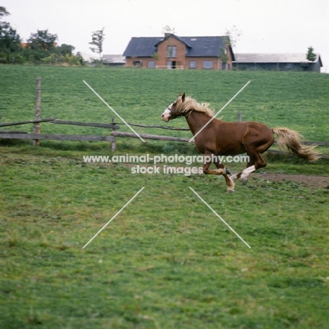 Hjelm, Frederiksborg stallion galloping