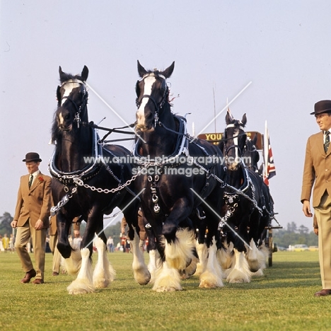 eight-in-hand shire horses in display at windsor, youngs brewery