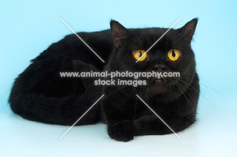 black british shorthair cat lying down