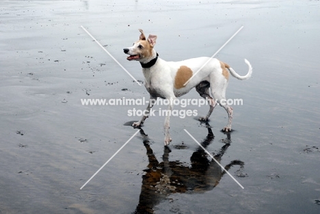 Lurcher on standing on beach, all photographer's profit from this image go to greyhound charities and rescue organisations