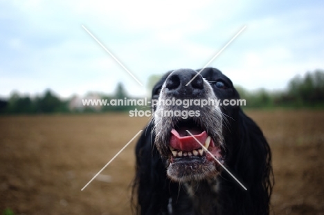 close-up of a English Setter head in a countryside scenery