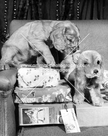 Cocker Spaniel puppy with gifts