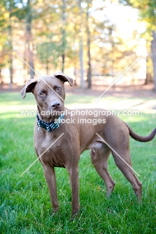 chocolate pit bull mix standing on grass
