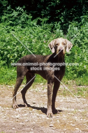 Slovakian Rough-haired Pointer (aka Slovensky Hrubosrsky Stavac, Slovakian Pointing Griffon, SRHP)