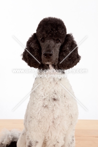 black and white standard Poodle