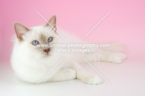 lilac point birman cat, looking away