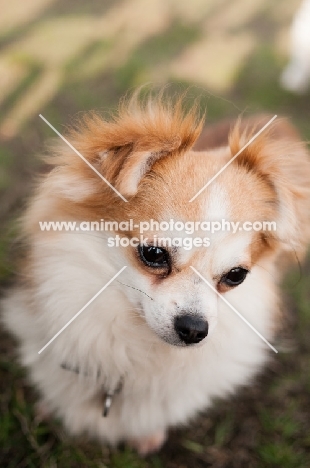 long-haired Chihuahua