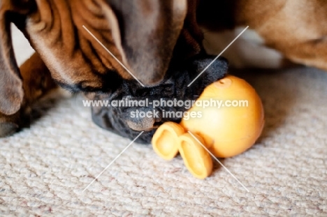 Boxer playing with toy in home