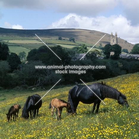 dartmoor mare at widecombe, with filly foal shilstone rocks another bunch (when adult HOYS finalist and third in that event, leading brood mare of her day). 