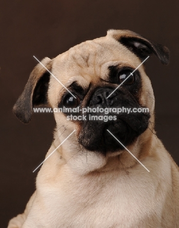 Pug portrait on brown background