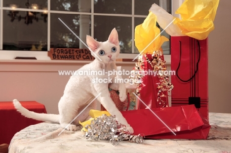 white Devon Rex in celebration