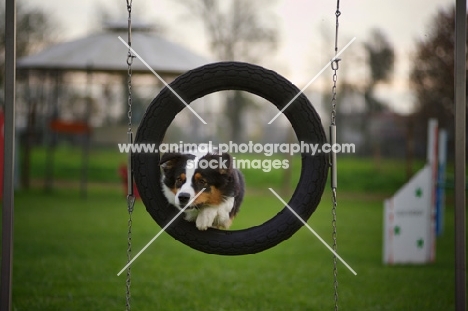 australian shepherd jumping in the tire during agility training