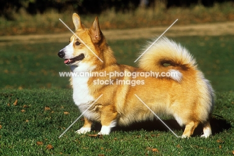 undocked pembroke corgi 