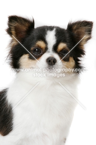 Champion Longhaired Chihuahua (tri-colour), portrait