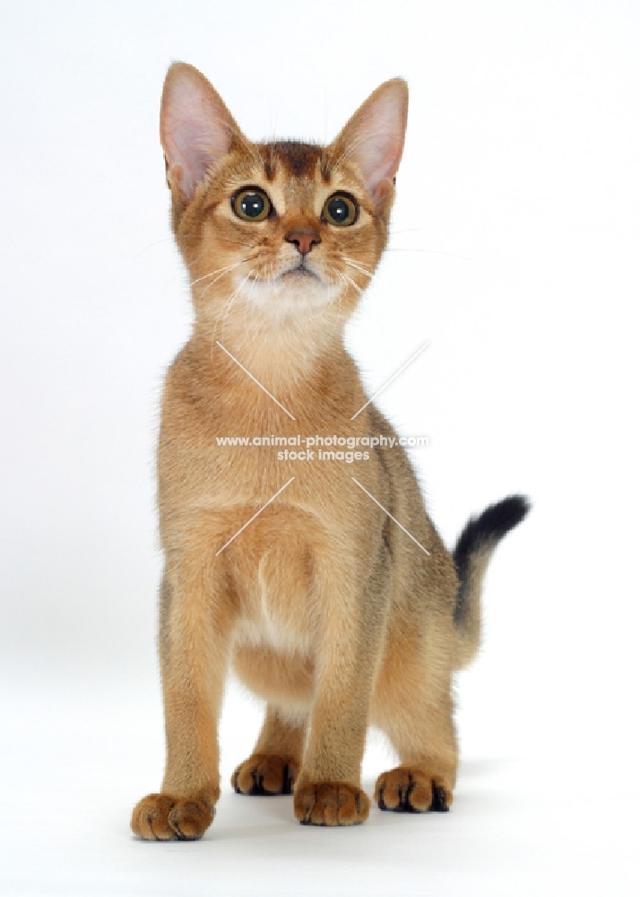 young ruddy abyssinian cat