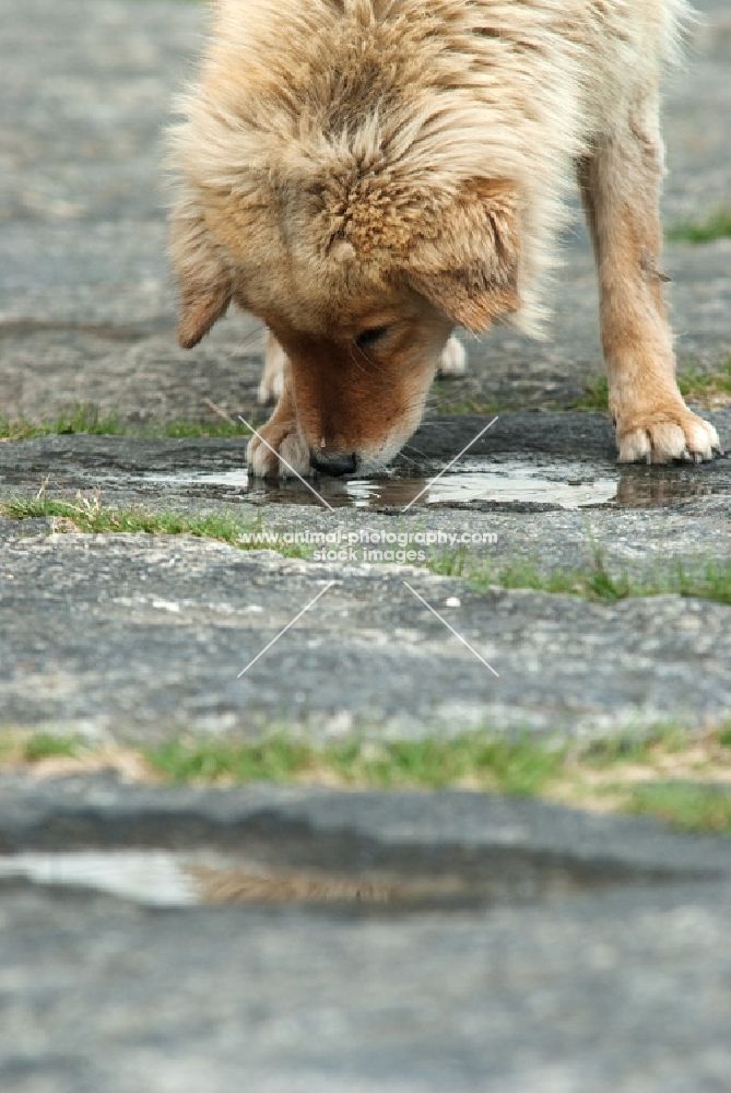 street dog in Bhutan