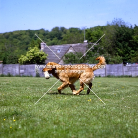 standerwick franklin, working type golden retriever carrying dummy 