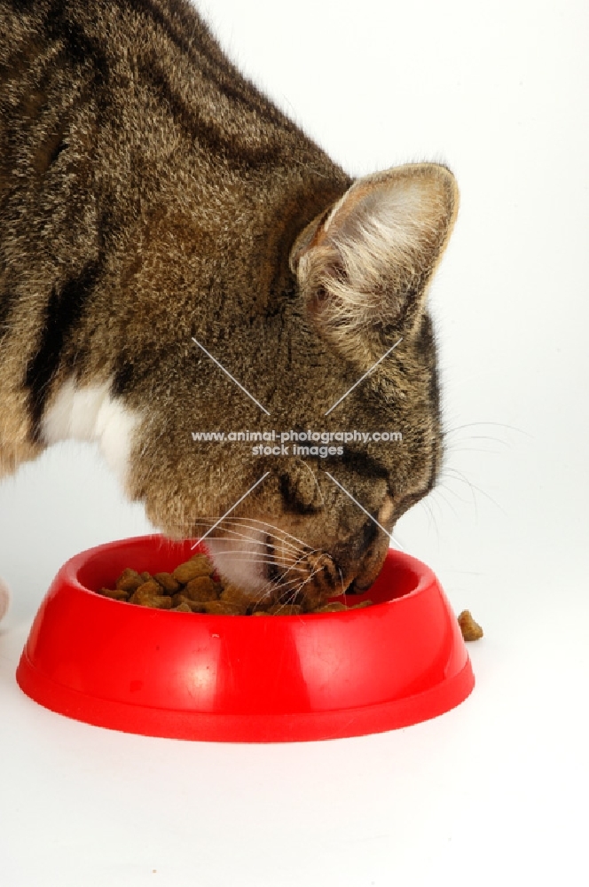 tabby and white cat eating from red bowl