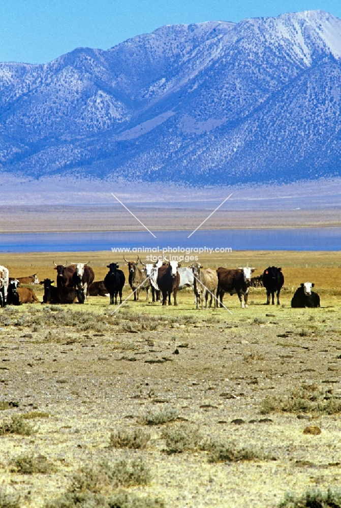 cattle in south western usa