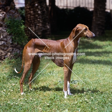 ch al hara's urey, azawakh posed on grass. Res BIS world show valencia