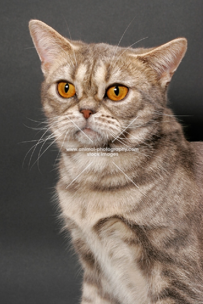 blue classic tabby American Shorthair cat, head study