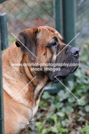 Boerboel profile shot