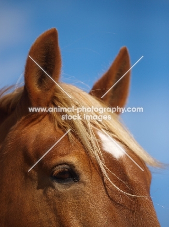 Suffolk Punch portrait