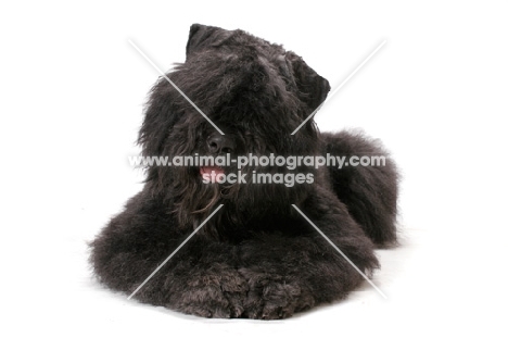 Australian Champion Bouvier des Flandres, lying down