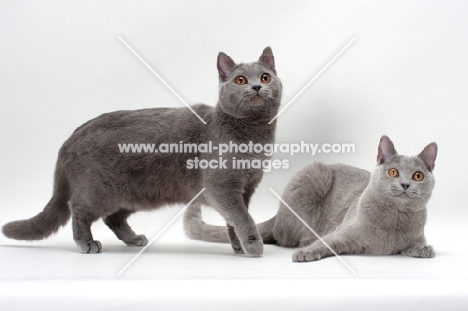 two Chartreux cats, one standing, one lying down