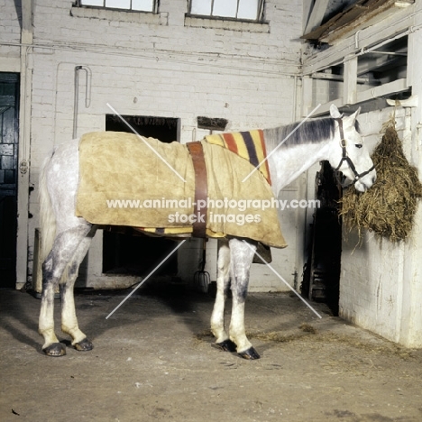 horse indoors wearing a night rug with under blanket
