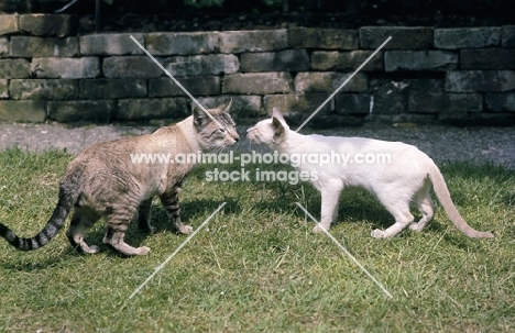 two siamese cats nose to nose