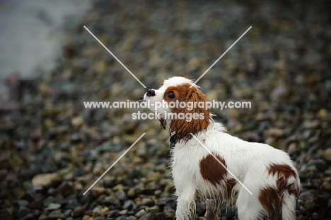 Cavalier King Charles Spaniel standing on stone shore. 