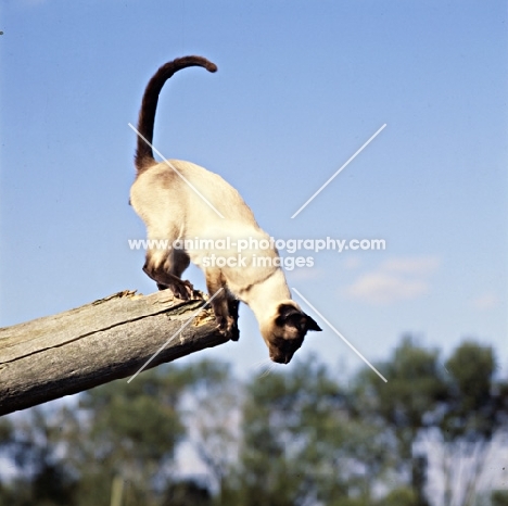 seal point siamese cat about to jump