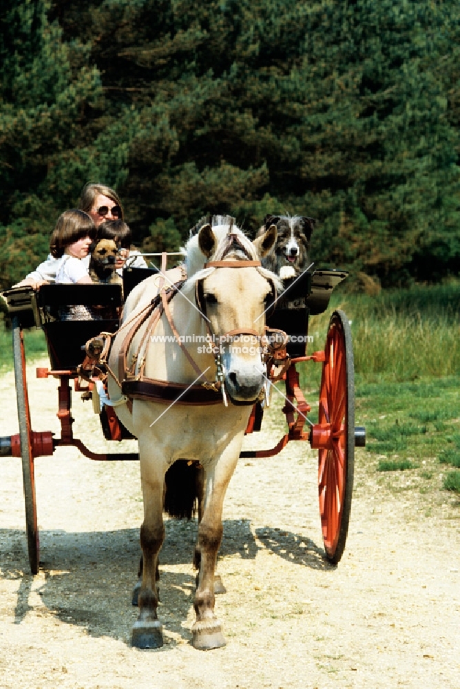 fjord pony with carriage, carrying two dogs