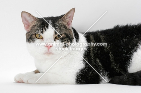 American Wirehair cat, Brown Classic Tabby & White coloured, looking at camera