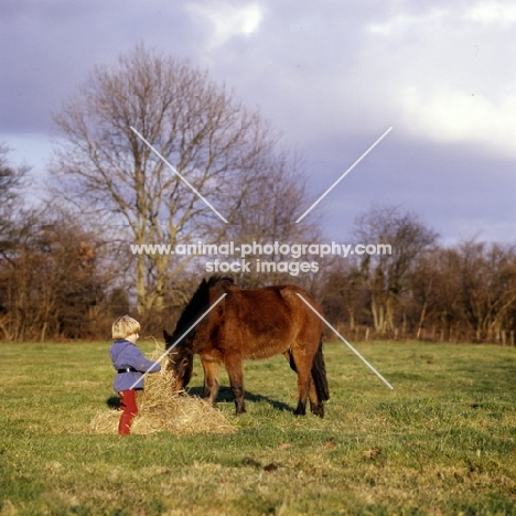 child giving hay to pony in winter