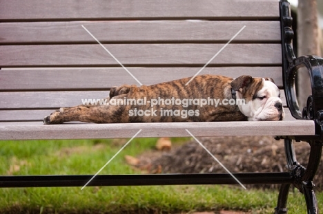 Bulldog puppy feeling tired