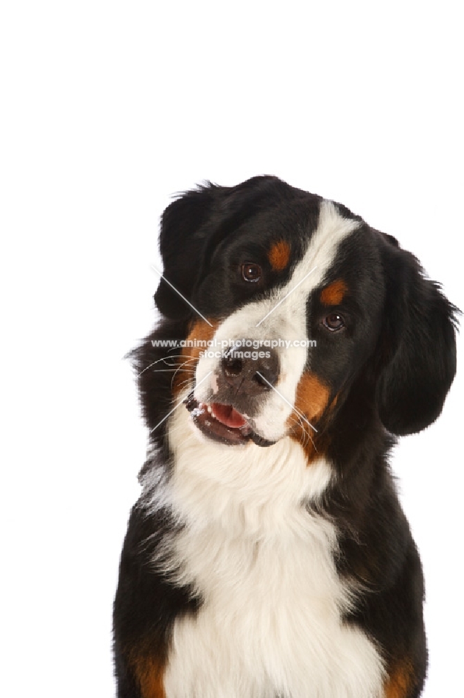 Bernese Moutnain Dog in studio