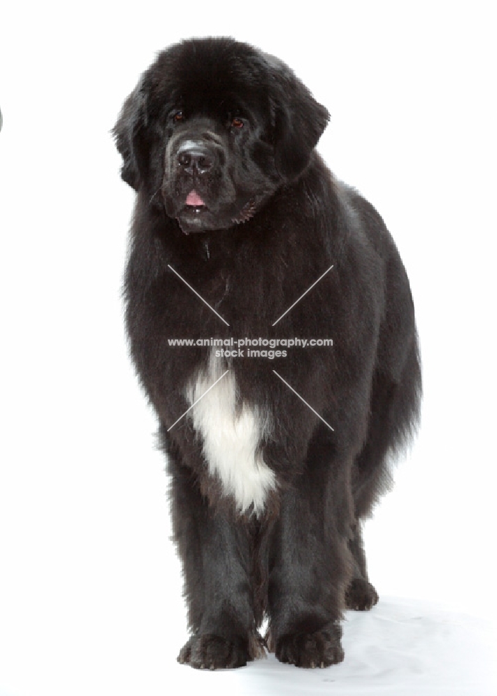 black and white Newfoundland on white background