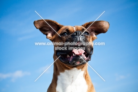 wind blowing in boxers ears