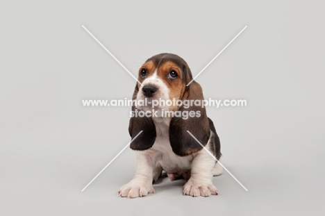 Basset Hound puppy in studio on gray background.